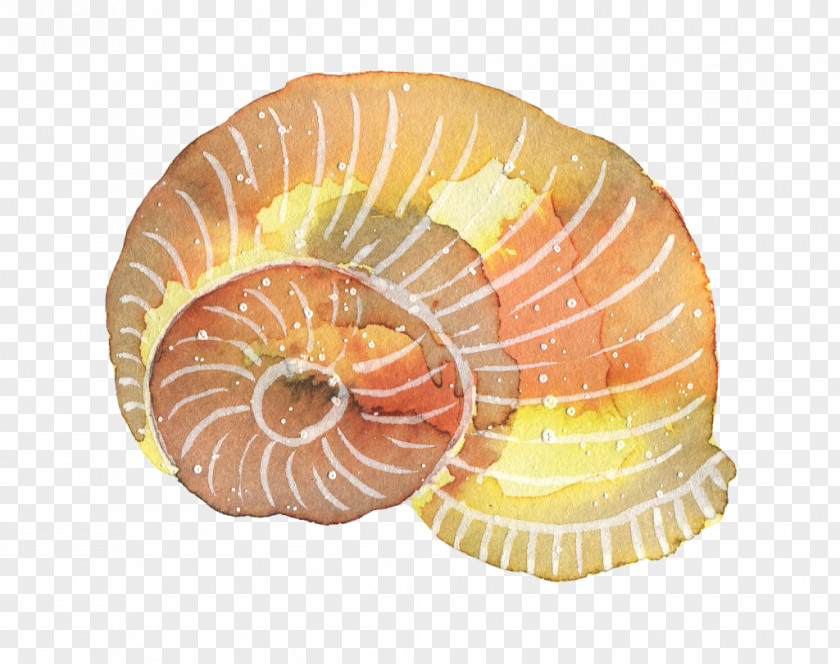 Conch Watercolor Painting PNG