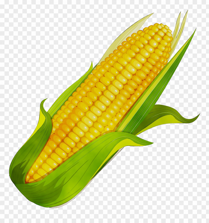 Corn On The Cob Sweet Kernel Cardigan PNG