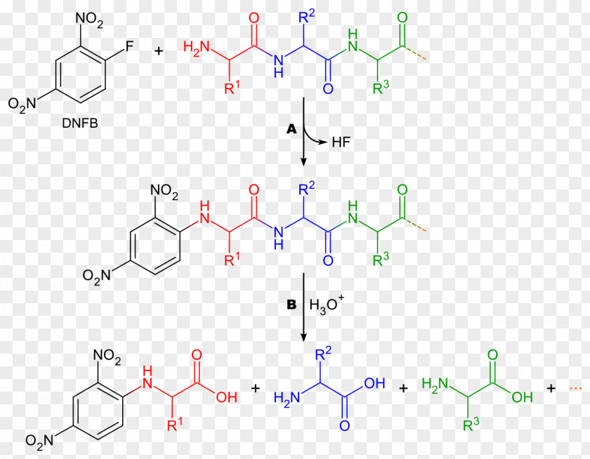 1-Fluoro-2,4-dinitrobenzene Protein Sequencing Reagent Dansyl Chloride Peptide PNG