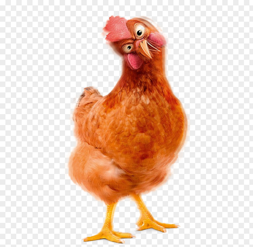 Cock Polish Chicken Rooster Egg PNG
