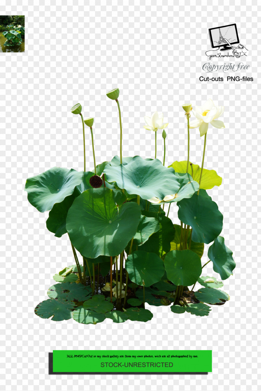 Design Nelumbo Nucifera Lotus Effect Floral Clip Art PNG