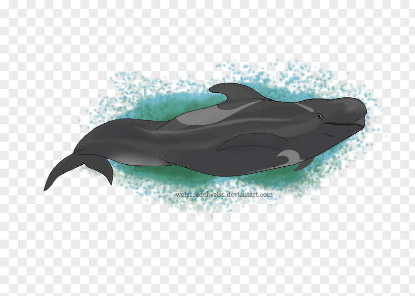 Dolphin Common Bottlenose Wholphin Short-beaked Tucuxi Short-finned Pilot Whale PNG