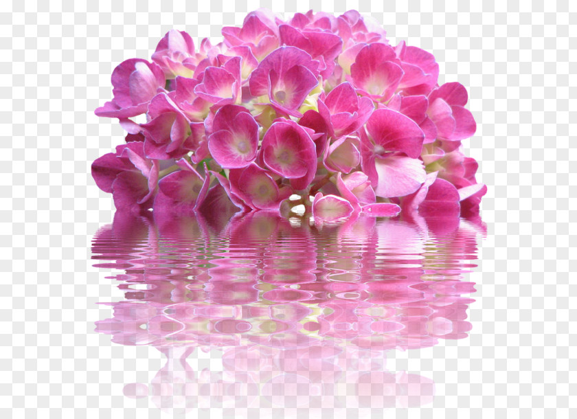 Flower French Hydrangea Pink Flowers PNG