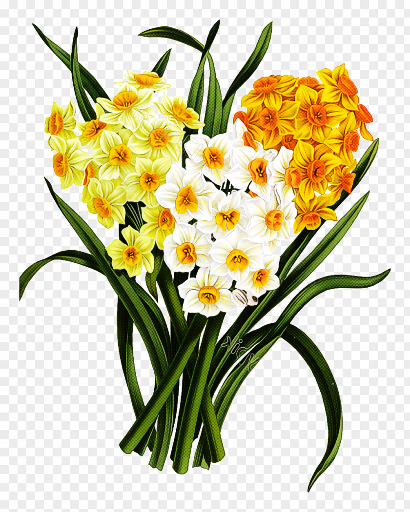 Flower Plant Cut Flowers Yellow Narcissus PNG