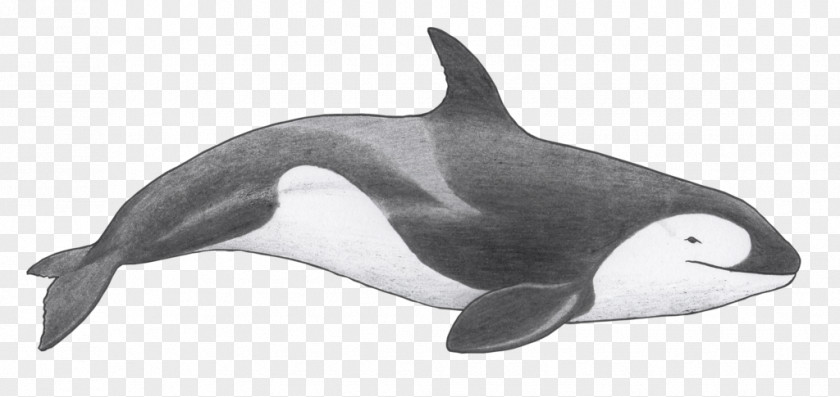 Killer Whale Pod Tucuxi Rough-toothed Dolphin Short-beaked Common White-beaked PNG