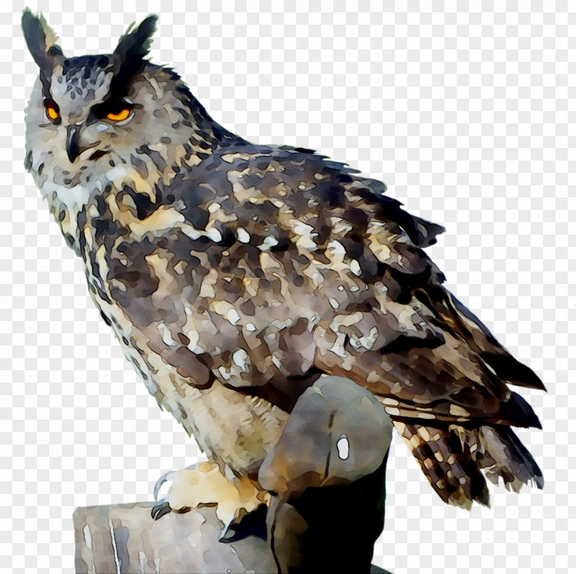 Owl Hawk Common Buzzard Fauna PNG