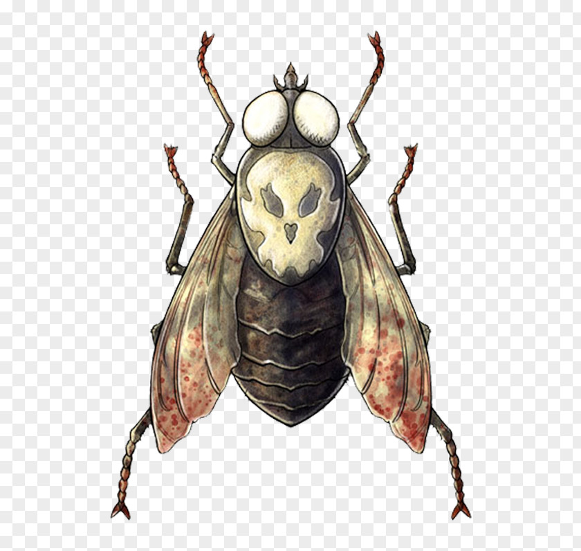 Scarabs True Bugs Beetle Pollinator PNG bugs Pollinator, fantasy goddess clipart PNG