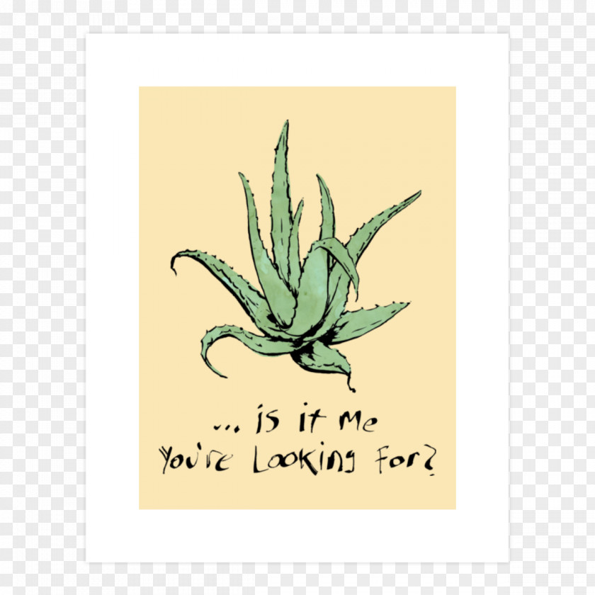 T-shirt Jugo De Aloe Vera Lotion Plant PNG