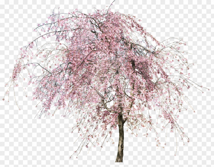 Tree Flower PNG