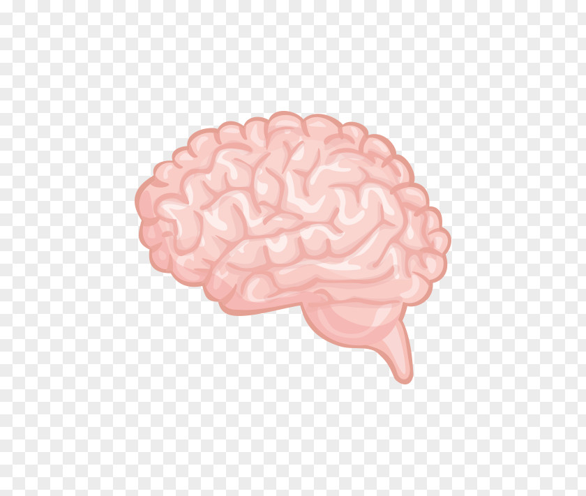 Vector Human Brain Material Cerebrum PNG