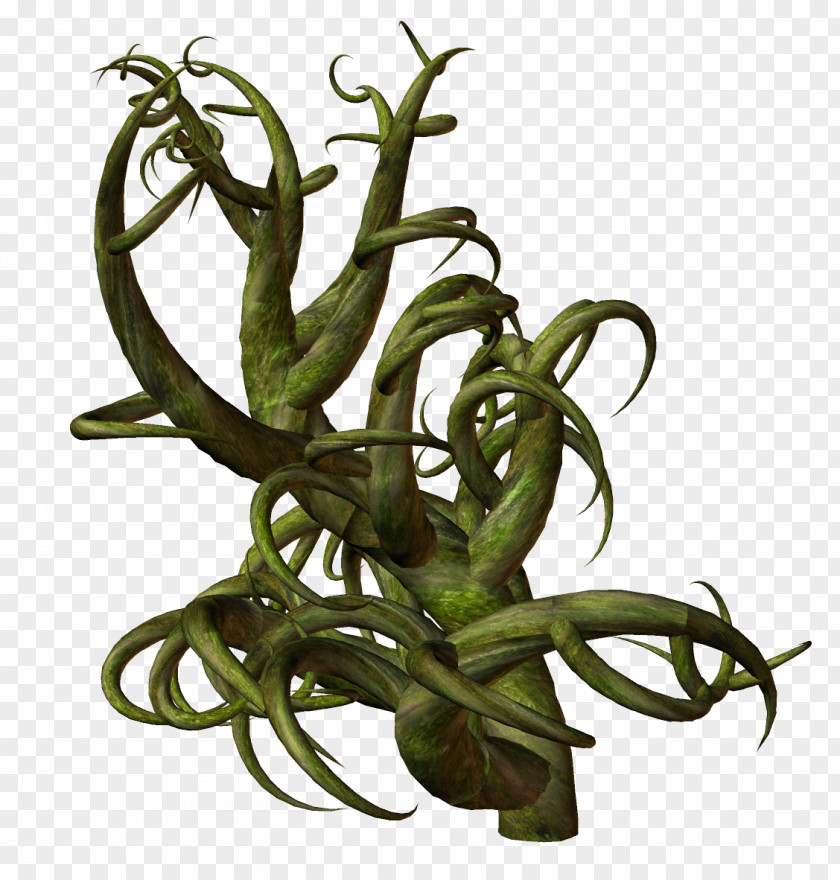 Wild Tree Plant Stem Trunk Branch PNG