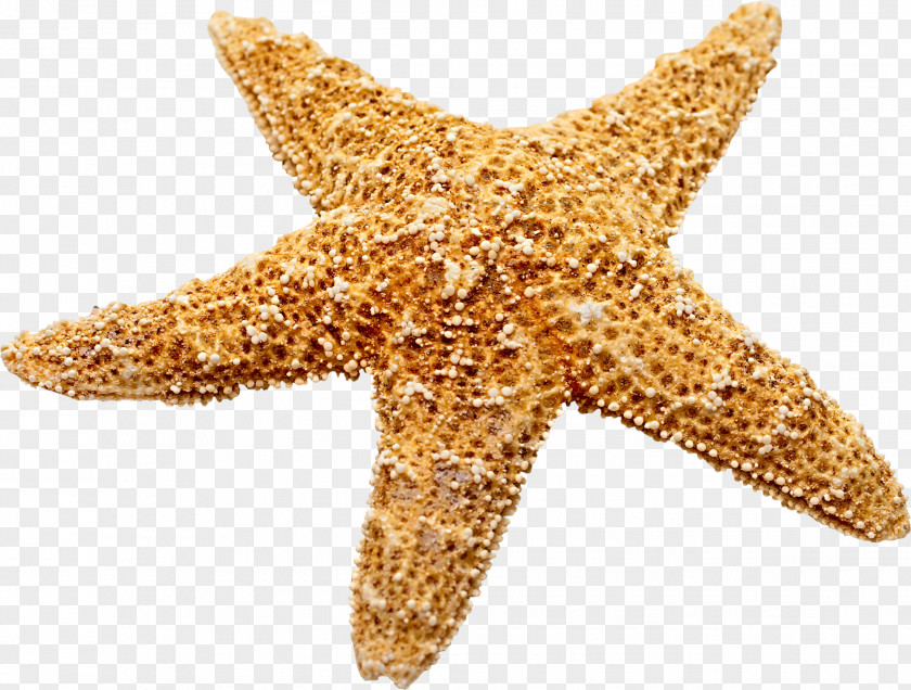 Marine Decoration Starfish PNG