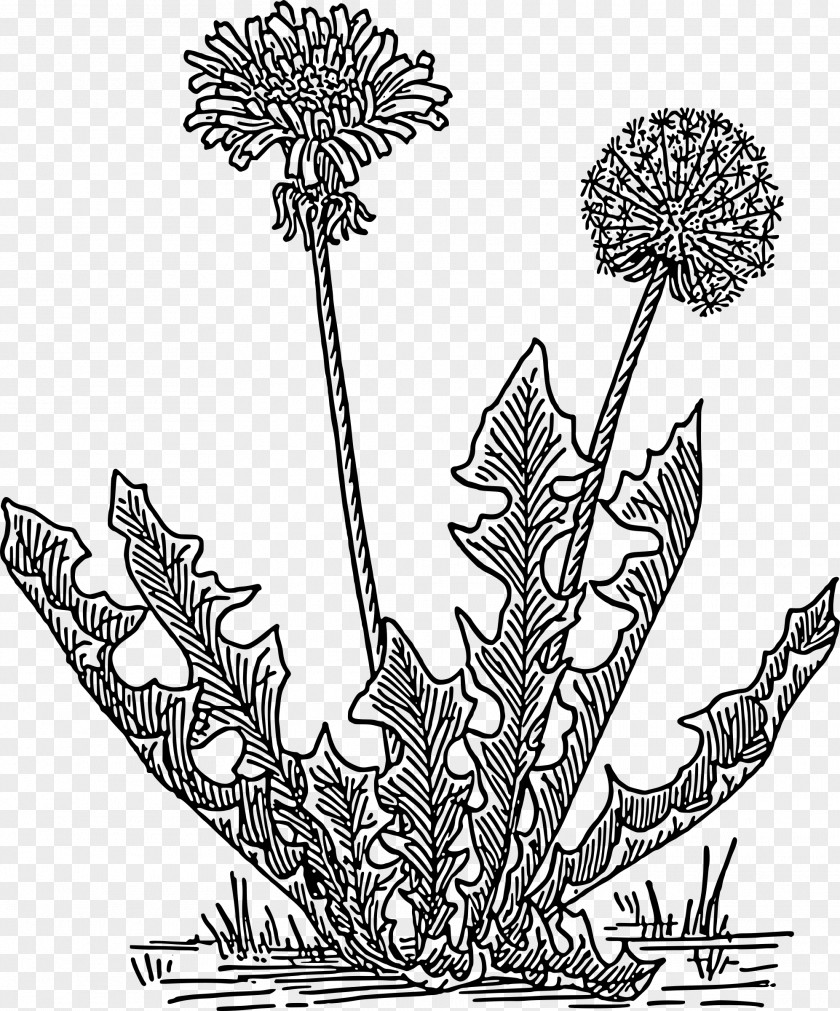 Perennial Plant Vascular Cartoon Sun PNG