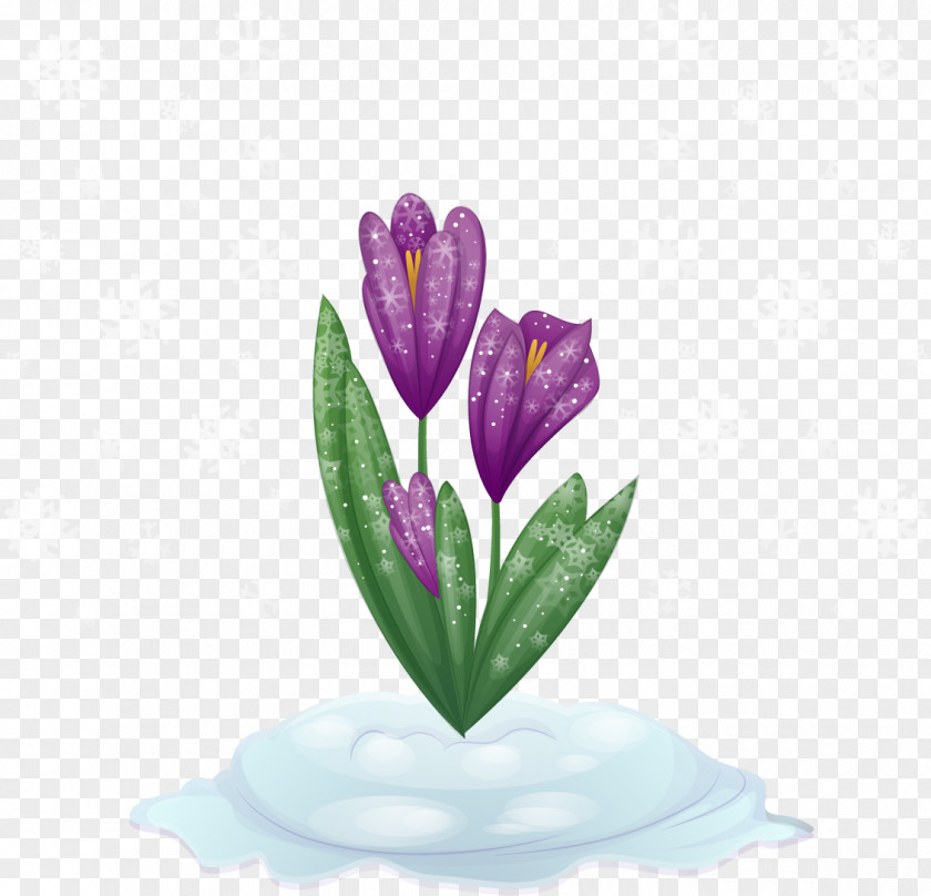 Snow Alone Put Tulips Purple Tulip Flower PNG