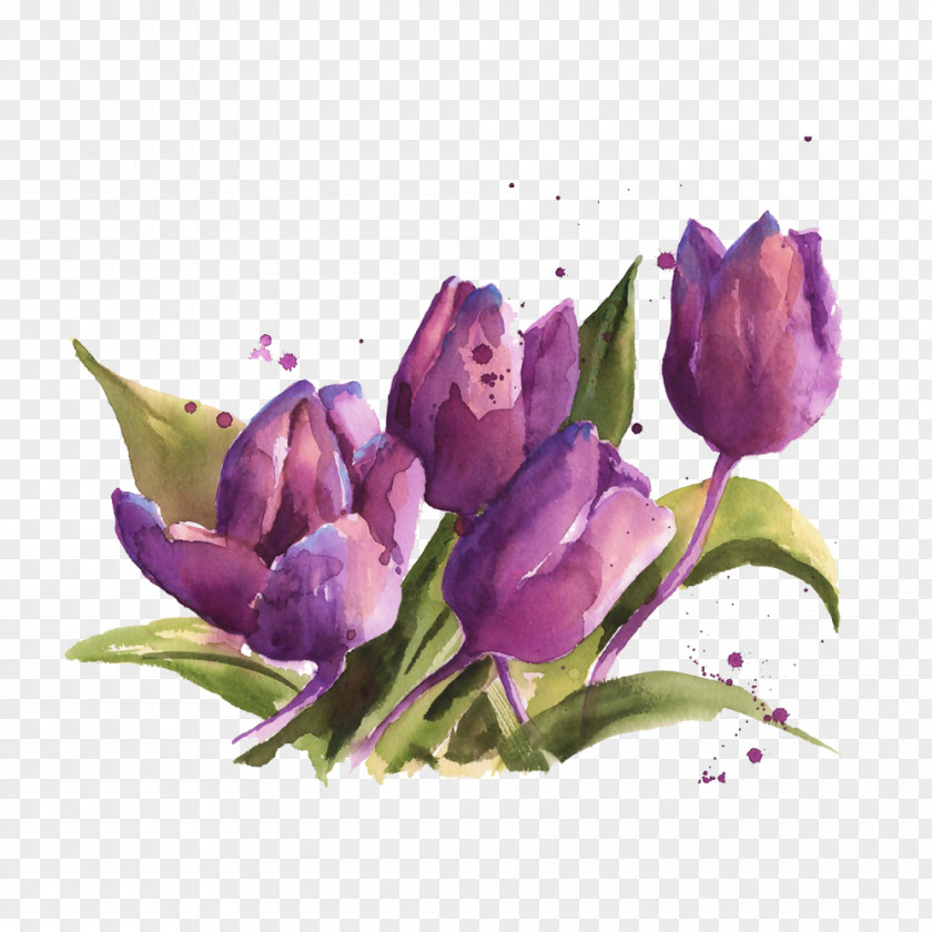Tulip Picture Material Purple Eye Floral Design Watercolor Painting Flower PNG