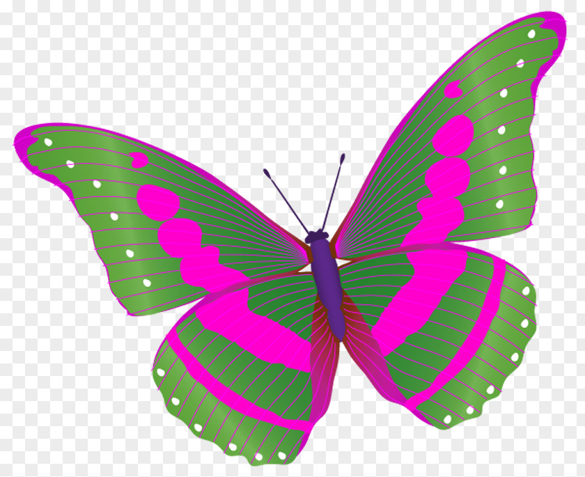 Bright Butterfly Colors Brush-footed Butterflies Moth Russia .ru PNG