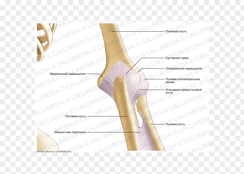 Elbow Cartoon Thumb Joint Capsule Knee PNG