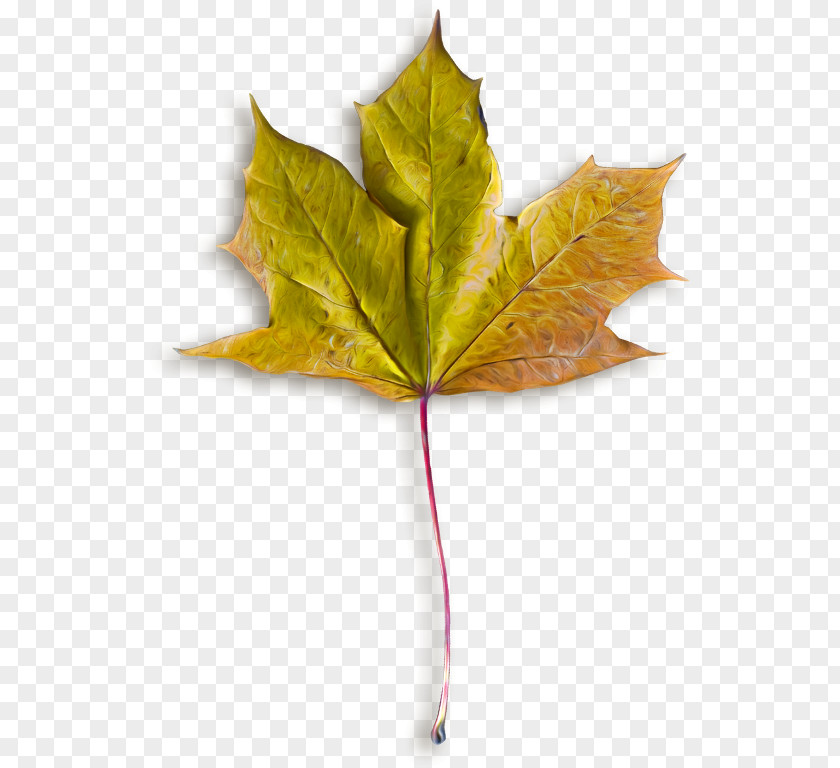 Autumn Leaves Maple Leaf Image File Formats PNG