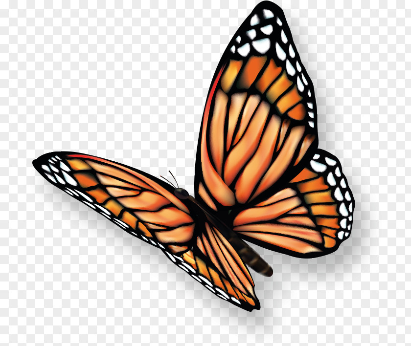 Butterfly Monarch Pieridae Clip Art PNG