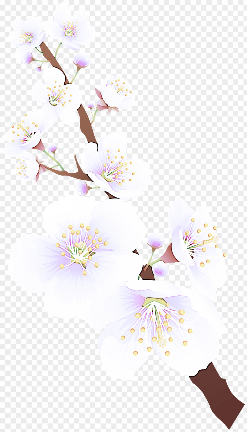 Cherry Blossom PNG