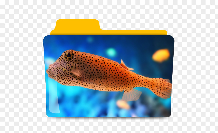 Fish Saltwater Deep Sea Ocean Aquarium PNG