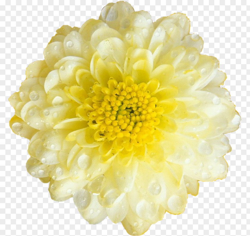 Flower Desktop Wallpaper Chrysanthemum Computer PNG