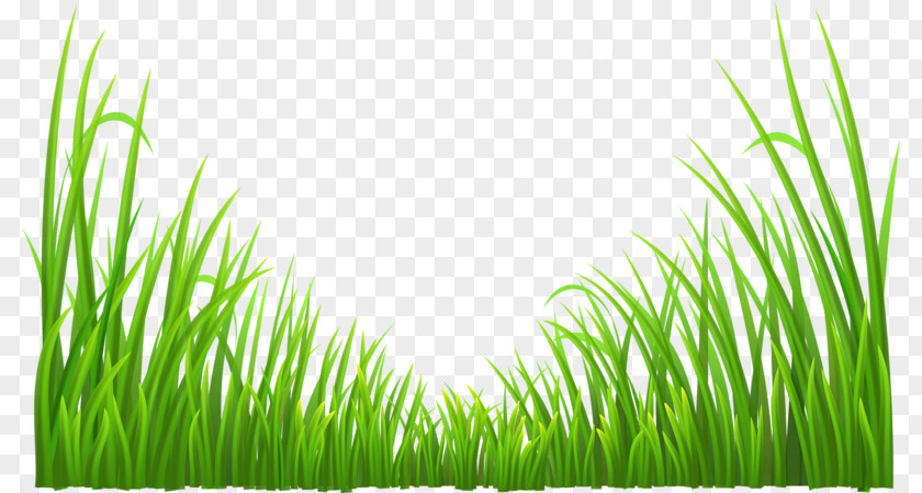 Green Background Plant Grass PNG