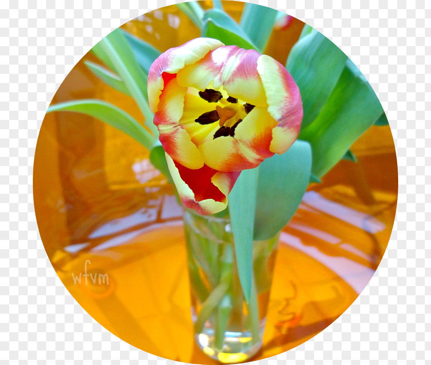 Greet The Spring Tulip Cut Flowers Petal PNG