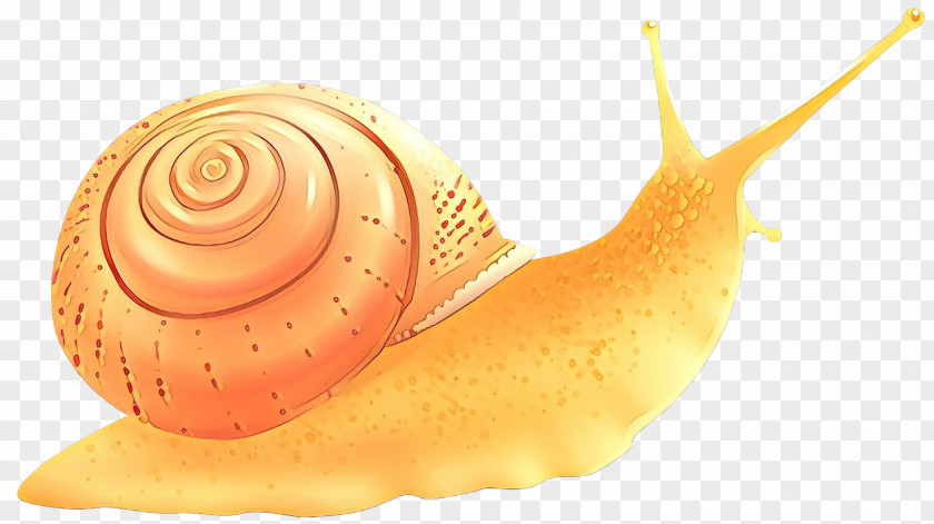Shell Shankha Snails And Slugs Snail Sea Lymnaeidae Conch PNG