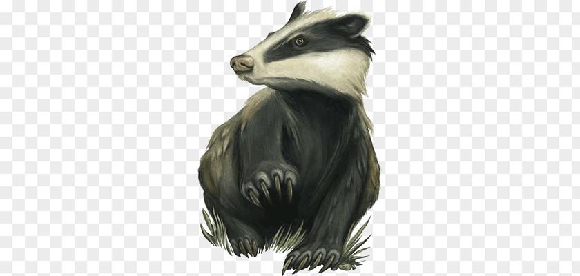 Badger PNG Badger, wild animal clipart PNG