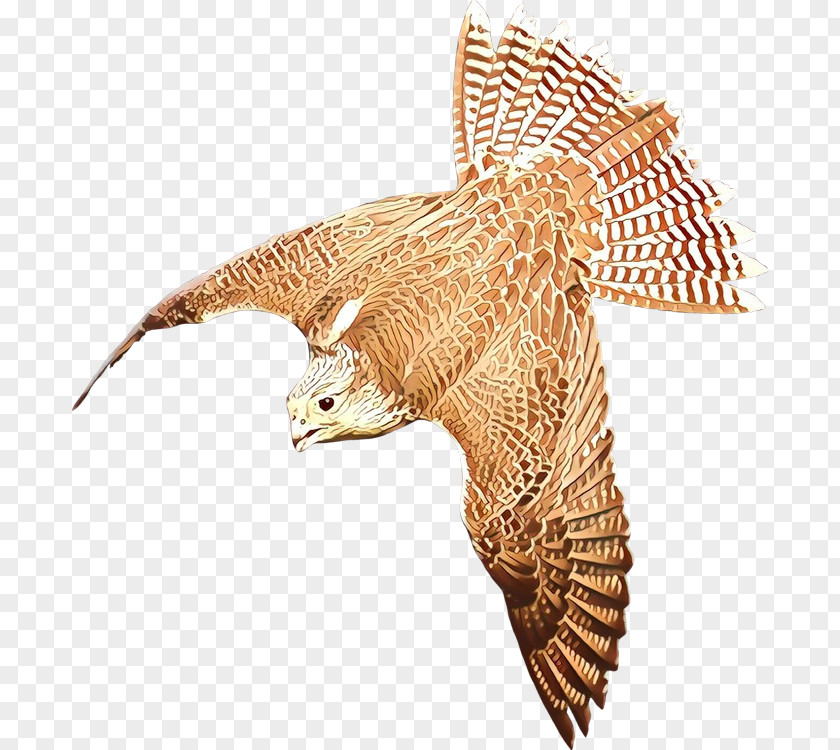 Bird Beak Falcon Eagle Clip Art PNG