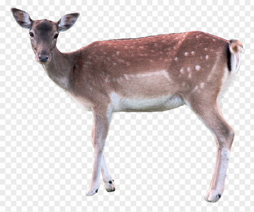 Deer Axis PNG