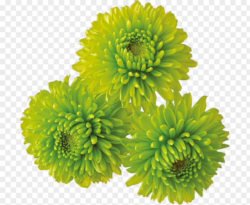 Green Chrysanthemum Flower Clip Art PNG
