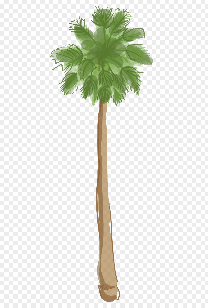 Palm Tree Island Asian Palmyra Arecaceae Beverly Hills California PNG