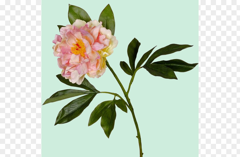 Peony Cut Flowers Garden Roses Herbaceous Plant PNG