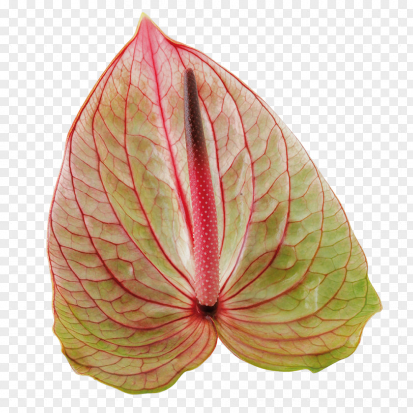 Kwiat Pink M Commodity Leaf PNG