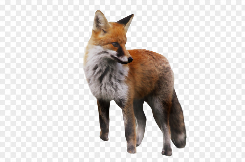 Red Fox Gray Kit Dhole Fur PNG