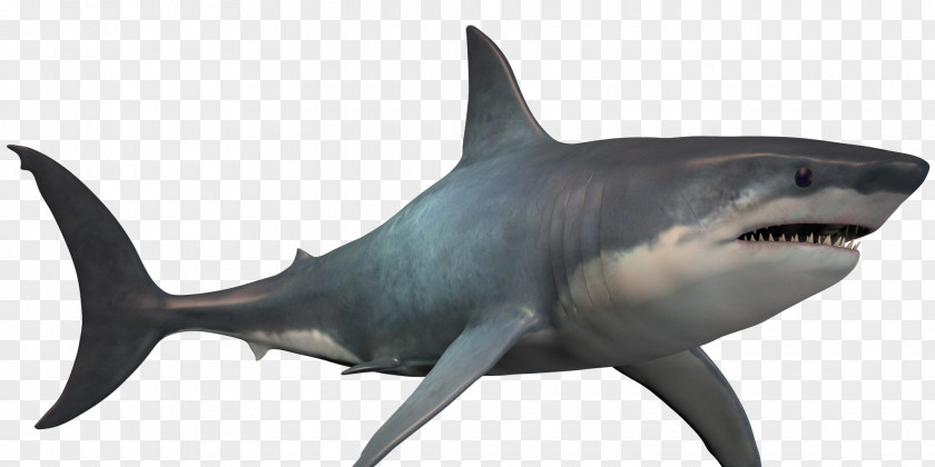 Shark Great White Megalodon Image PNG