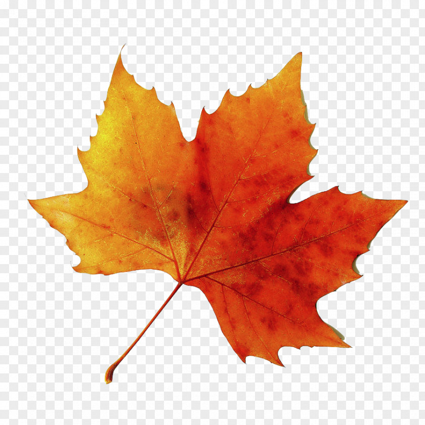 Warm Winter Stock Photography Leaf Autumn Image PNG