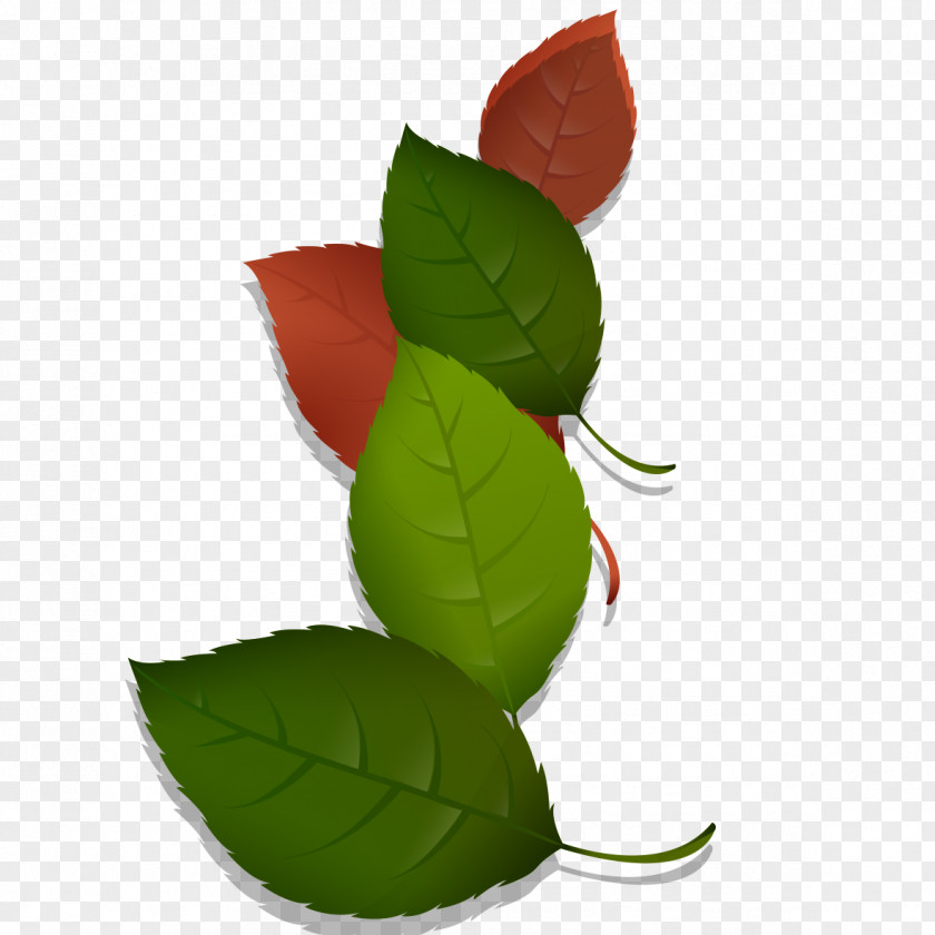 Green Leaves And Autumn Model Leaf PNG