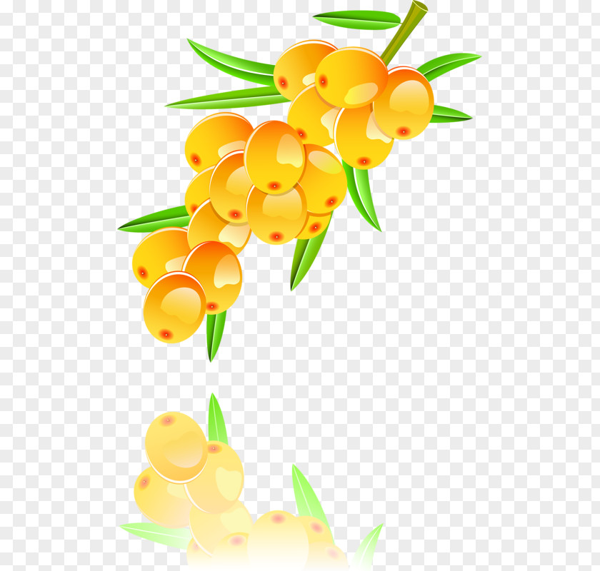 Hand-painted Sea Buckthorn Seaberry Illustration PNG