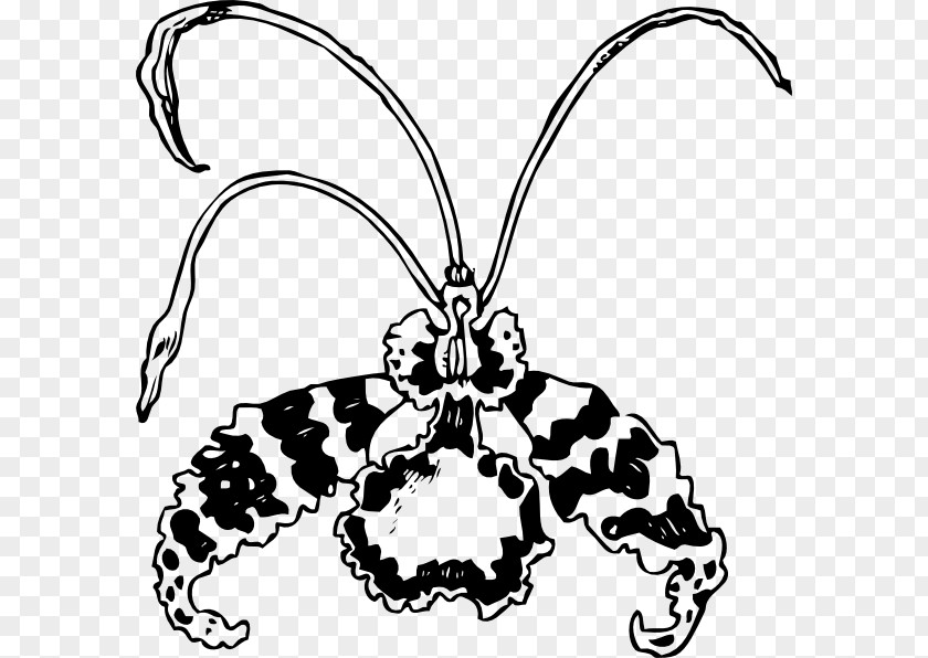 Orchid Vector Moth Orchids Encyclia Flower Clip Art PNG