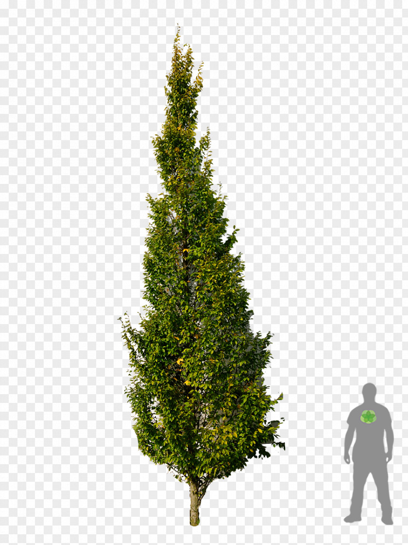Bonsai Carpinus Betulus Pine Spruce Tree Plant PNG