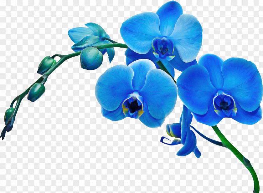 Dayflower Sweet Pea Flower Blue Moth Orchid Plant Flowering PNG