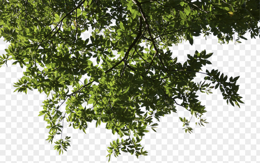 Tree SketchUp Branch PNG