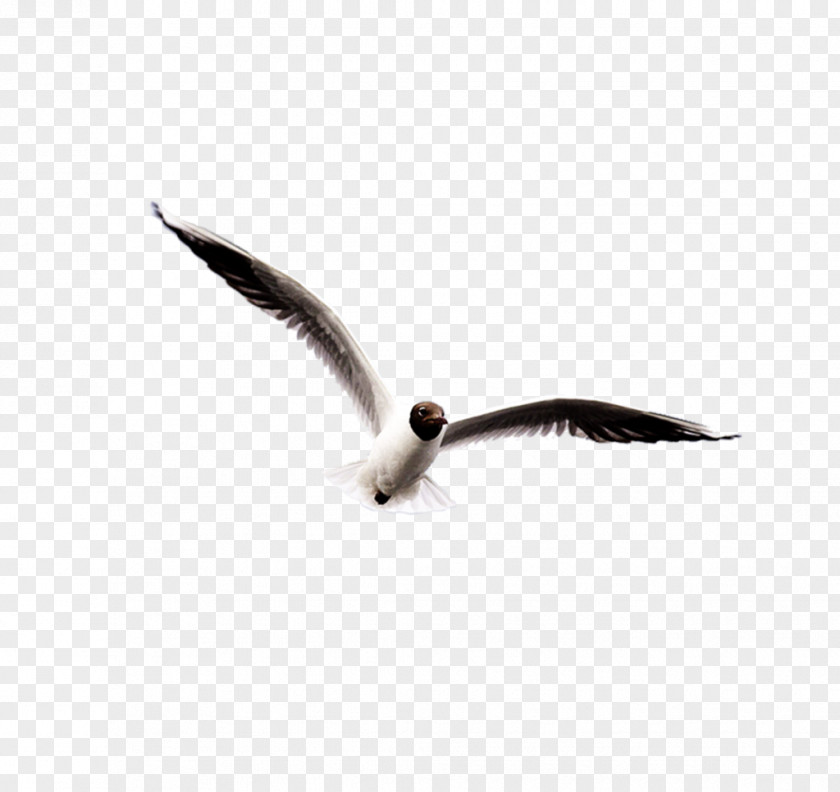 Black Wings Seagull Ivory Gulls Bird Clip Art PNG