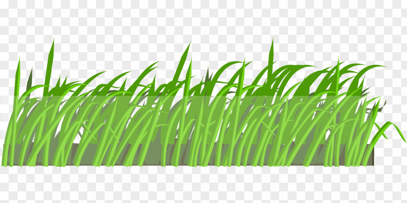 Field Lawn Cartoon Clip Art PNG