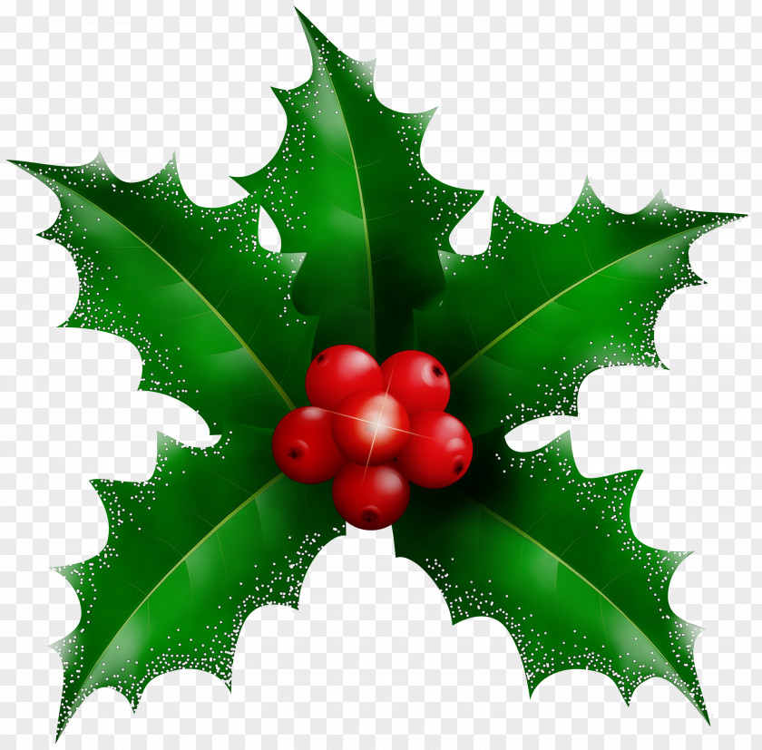 Holly PNG