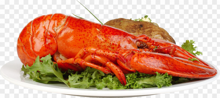 Homarus Lobster Thermidor Crab Palinurus Elephas Dish PNG elephas Dish, Fruits and vegetables dishes clipart PNG