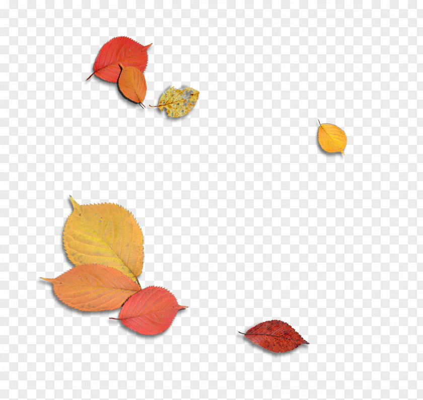 Three-dimensional Decorative Material Falling Maple Leaves Leaf Autumn PNG